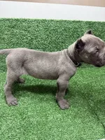 black, a male Cane Corso for sale in Joelton, TN – 2 of 7
