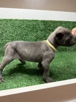 yellow, a female Cane Corso for sale in Joelton, TN – 2 of 8