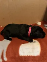 pink, a female Cane Corso for sale in Joelton, TN – 3 of 3