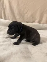 dark blue, a male Cane Corso for sale in Joelton, TN – 4 of 8