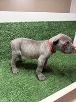 red, a male Cane Corso for sale in Joelton, TN – 2 of 7