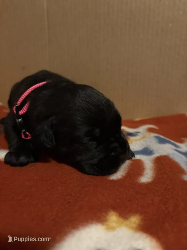 pink – Cane Corso puppy for sale in Joelton, TN