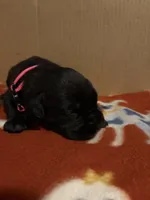 pink, a female Cane Corso for sale in Joelton, TN – 1 of 3