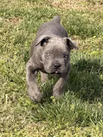 Ralph, a male Cane Corso for sale in Joelton, TN – Photo 1 of 2