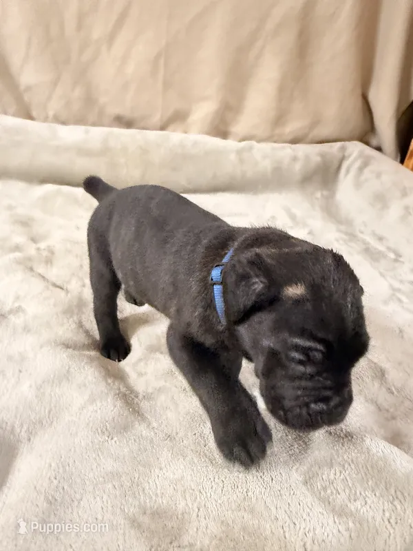 dark blue – Cane Corso puppy for sale in Joelton, TN