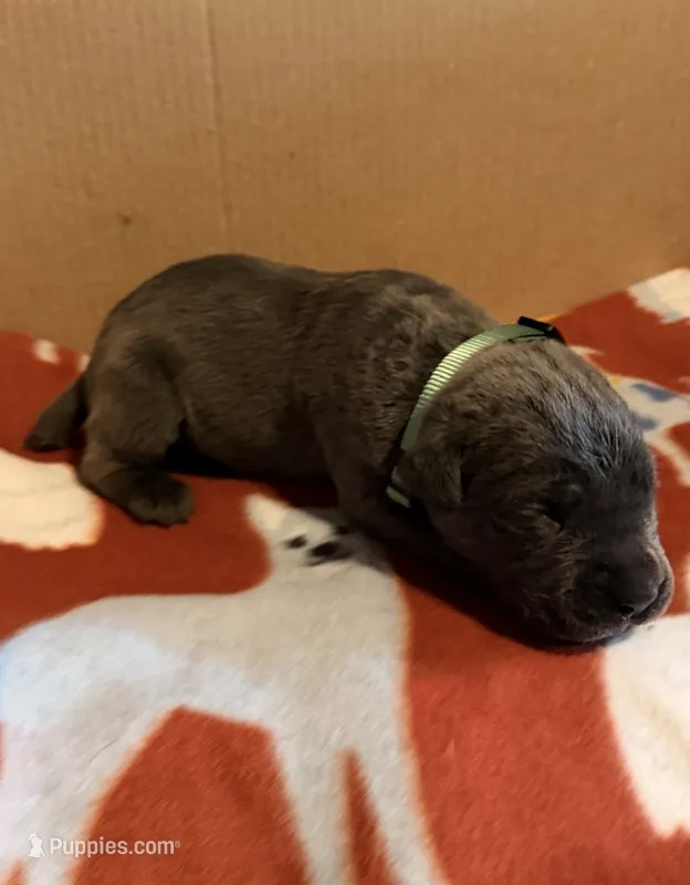 light green – Cane Corso puppy for sale in Joelton, TN