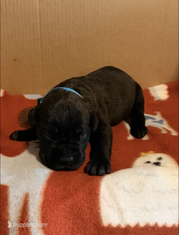 light blue – Cane Corso puppy for sale in Joelton, TN
