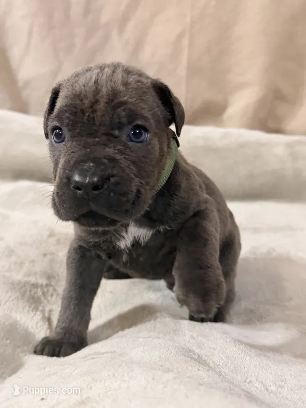 light green – Cane Corso puppy for sale in Joelton, TN