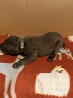 light green, a male Cane Corso for sale in Joelton, TN – 3 of 3