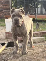Red, a male Cane Corso for sale in Joelton, TN – Photo 4 of 4