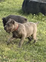 Red, a male Cane Corso for sale in Joelton, TN – Photo 3 of 4