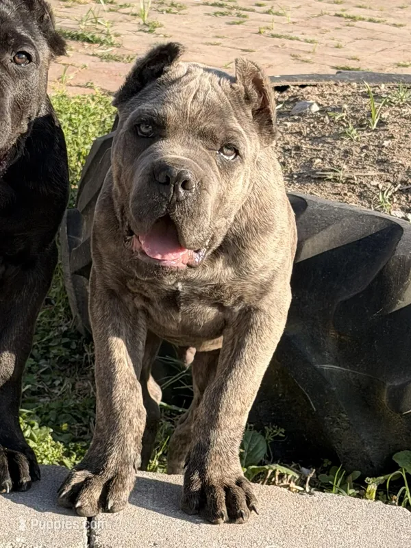 Red – Cane Corso puppy for sale in Joelton, TN