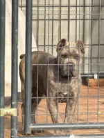Red, a male Cane Corso for sale in Joelton, TN – Photo 2 of 4