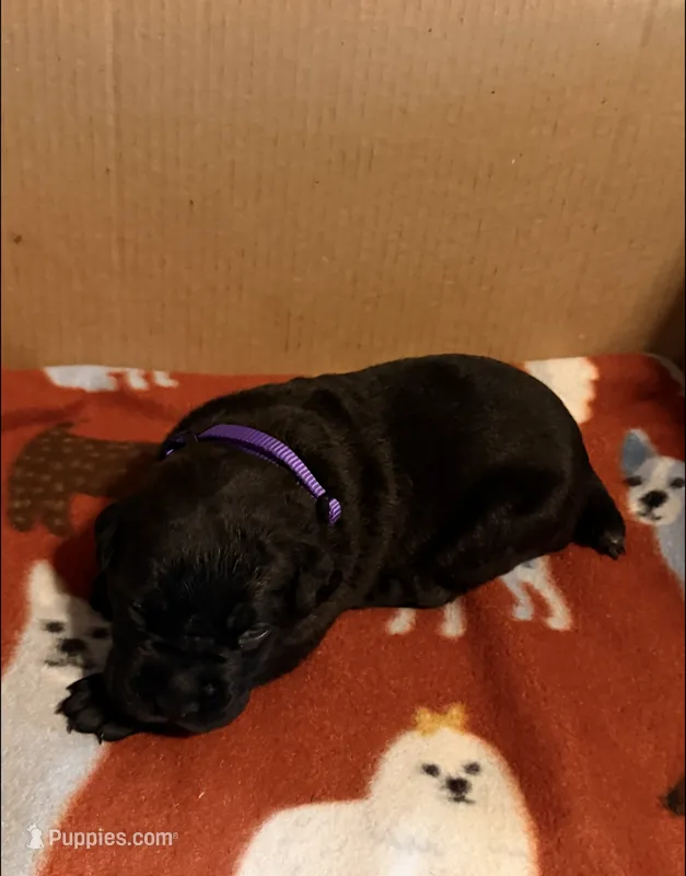 purple – Cane Corso puppy for sale in Joelton, TN
