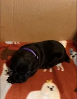 purple, a female Cane Corso for sale in Joelton, TN – 1 of 3