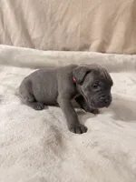 red, a male Cane Corso for sale in Joelton, TN – 4 of 7