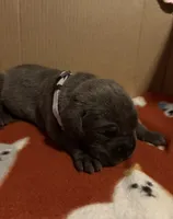 grey, a male Cane Corso for sale in Joelton, TN – 3 of 3