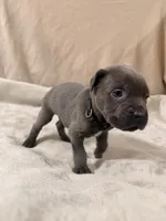 black, a male Cane Corso for sale in Joelton, TN – 4 of 7