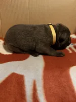 yellow, a female Cane Corso for sale in Joelton, TN – 3 of 3
