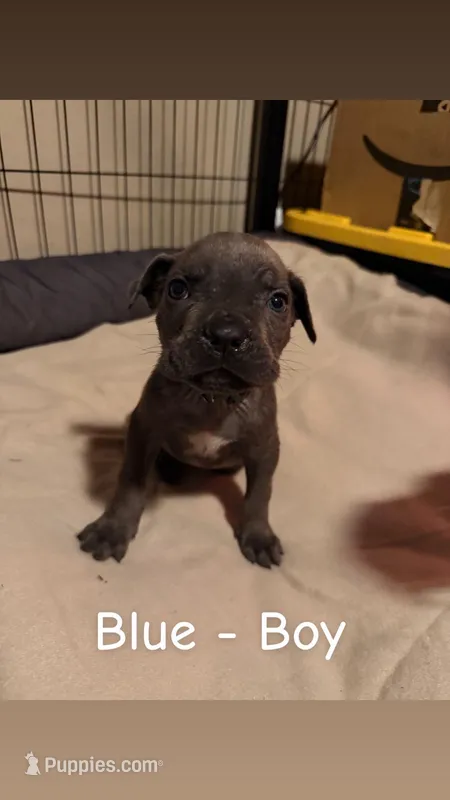 blue ( runt ), a male Cane Corso for sale in Joelton, TN – Photo 1 of 1