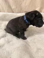 dark blue, a male Cane Corso for sale in Joelton, TN – 5 of 8