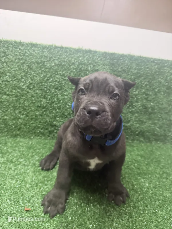 dark blue – Cane Corso puppy for sale in Joelton, TN