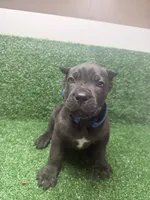dark blue, a male Cane Corso for sale in Joelton, TN – 1 of 8
