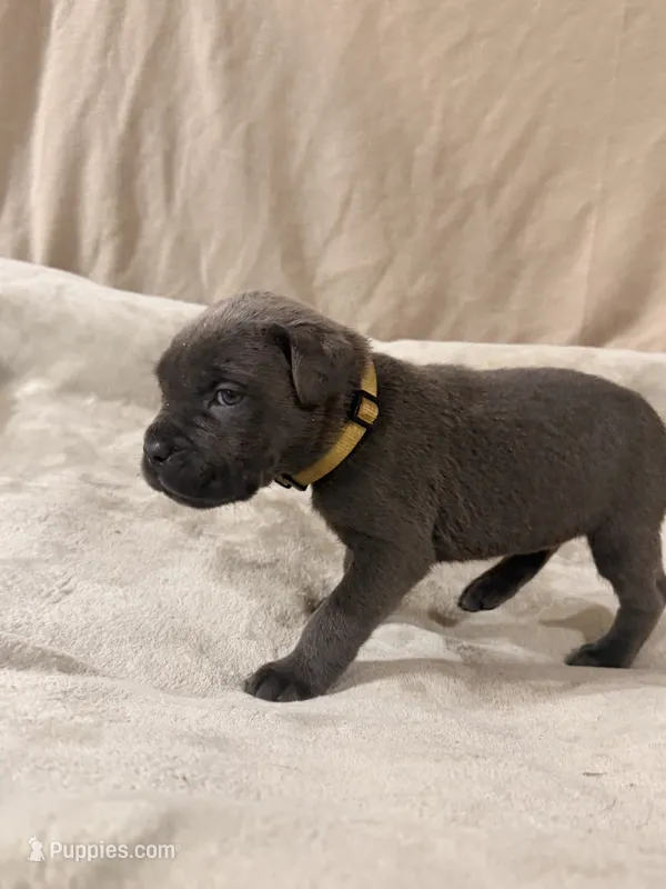 yellow – Cane Corso puppy for sale in Joelton, TN