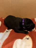 purple, a female Cane Corso for sale in Joelton, TN – 3 of 3