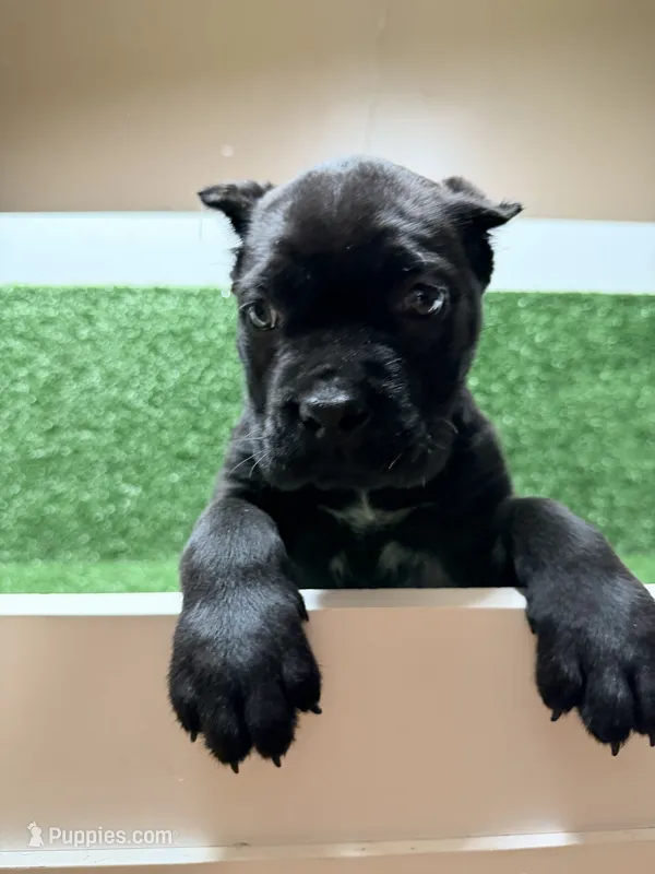 purple – Cane Corso puppy for sale in Joelton, TN