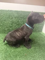 light blue, a male Cane Corso for sale in Joelton, TN – 2 of 8