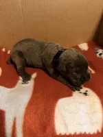 black, a male Cane Corso for sale in Joelton, TN – 2 of 3