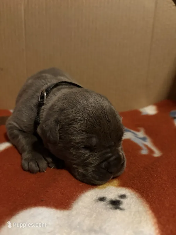 black – Cane Corso puppy for sale in Joelton, TN