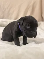 purple, a female Cane Corso for sale in Joelton, TN – 4 of 7