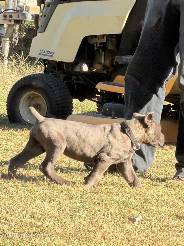 black – Cane Corso puppy for sale in Joelton, TN