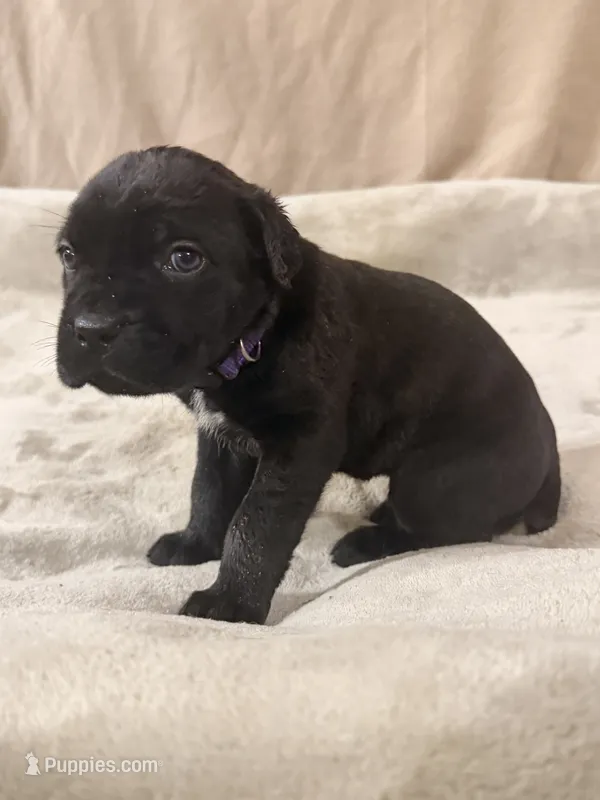purple – Cane Corso puppy for sale in Joelton, TN