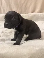 purple, a female Cane Corso for sale in Joelton, TN – 3 of 7