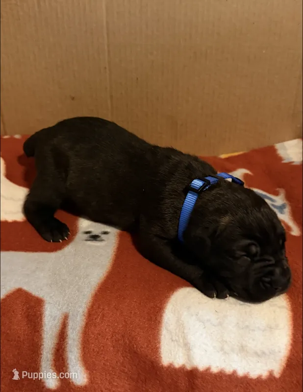dark blue – Cane Corso puppy for sale in Joelton, TN