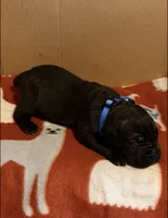 dark blue, a male Cane Corso for sale in Joelton, TN – 1 of 3