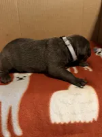 grey, a male Cane Corso for sale in Joelton, TN – 2 of 3