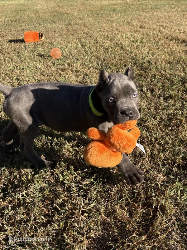 light green – Cane Corso puppy for sale in Joelton, TN