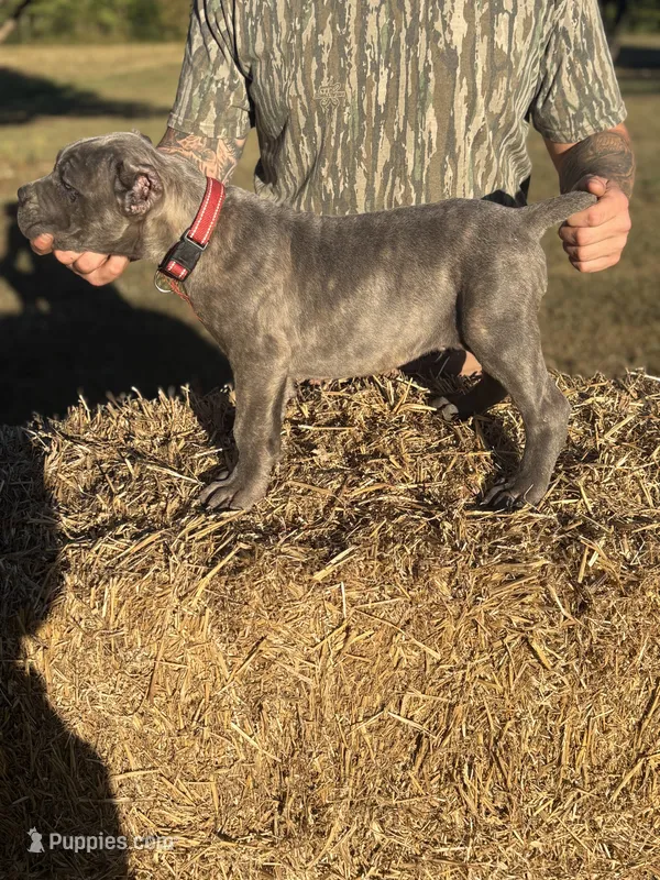 red – Cane Corso puppy for sale in Joelton, TN
