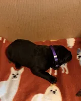purple, a female Cane Corso for sale in Joelton, TN – 2 of 3