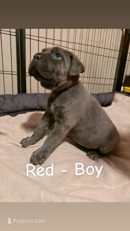 red, a male Cane Corso for sale in Joelton, TN – Photo 1 of 1