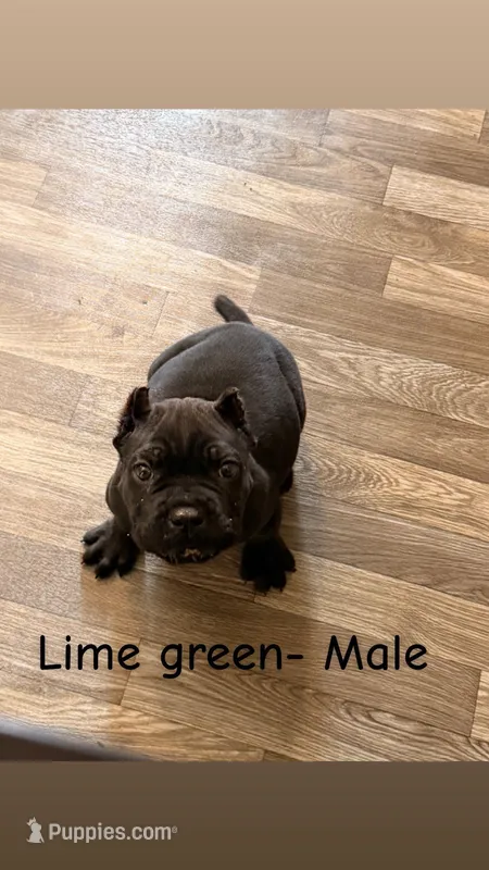 lime green – Cane Corso puppy for sale in Joelton, TN