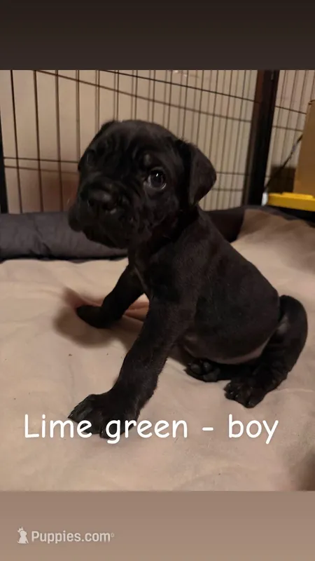lime green, a male Cane Corso for sale in Joelton, TN – Photo 1 of 1