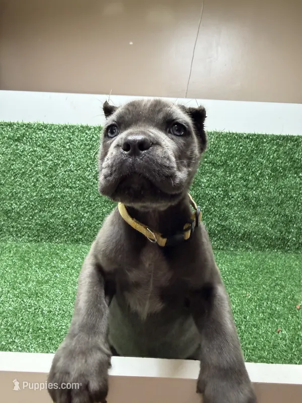 yellow – Cane Corso puppy for sale in Joelton, TN