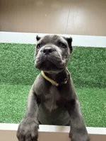 yellow, a female Cane Corso for sale in Joelton, TN – 1 of 8