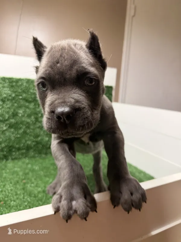 black – Cane Corso puppy for sale in Joelton, TN