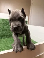 black, a male Cane Corso for sale in Joelton, TN – 1 of 7